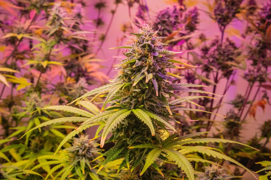 Cannabis-Plant-Compliance-Cousin's